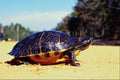 789053 Tortoise On Dirt Road, Florida, U.S.A. A4 Photo Print