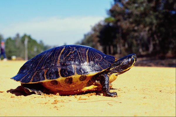 789053 Tortoise On Dirt Road, Florida, U.S.A. A4 Photo Print