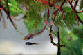 789054 Tadpole, A Frog In The Making A4 Photo Print