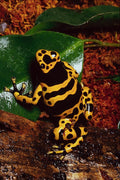 789055 Arrow poison Frog, Dendrobates Leuconelas A4 Photo Print