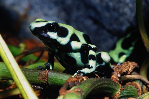 789056 Arrow poison Frog, Dendrobates Leuconelas A4 Photo Print