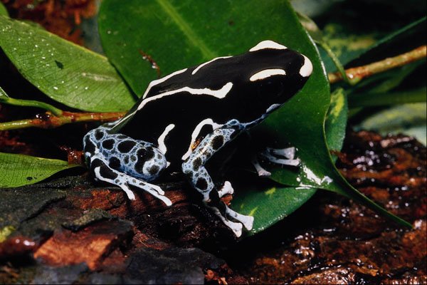 789057 Arrow poison Frog, Dendrobates Leuconelas A4 Photo Print