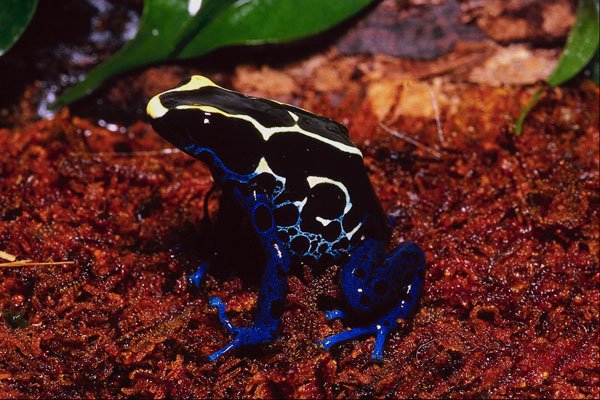 789058 Arrow poison Frog, Dendrobates Leuconelas A4 Photo Print