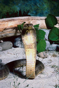 789059 Oxus Cobra, Defensive Posture, Central Asia A4 Photo Print