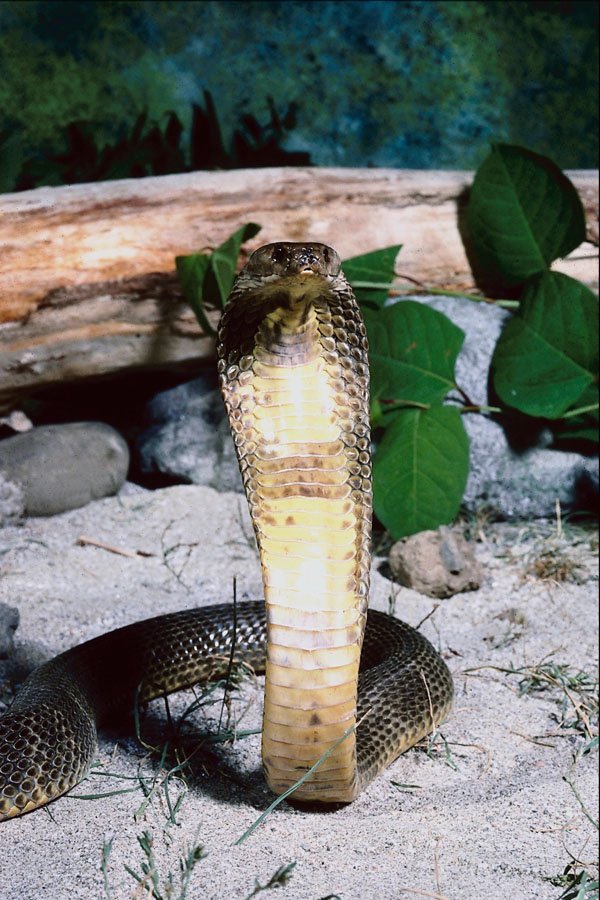 789059 Oxus Cobra, Defensive Posture, Central Asia A4 Photo Print