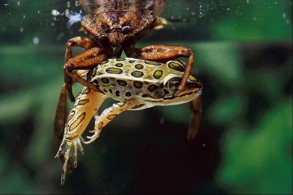 789060 Giant Water Bug With Prey (Leopard Frog), Lethocerus Americanus A4 Photo Print
