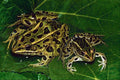 789061 Frogs Carpet Flooded Minnesota River Banks, Early Spring A4 Photo Print