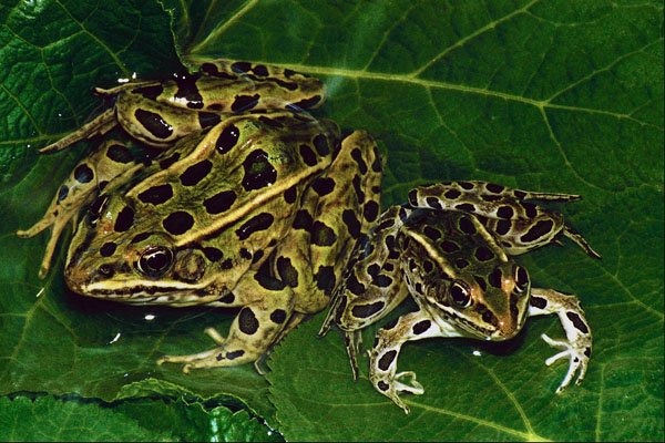 789061 Frogs Carpet Flooded Minnesota River Banks, Early Spring A4 Photo Print