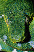 789062 Emerald Tree Boa A4 Photo Print