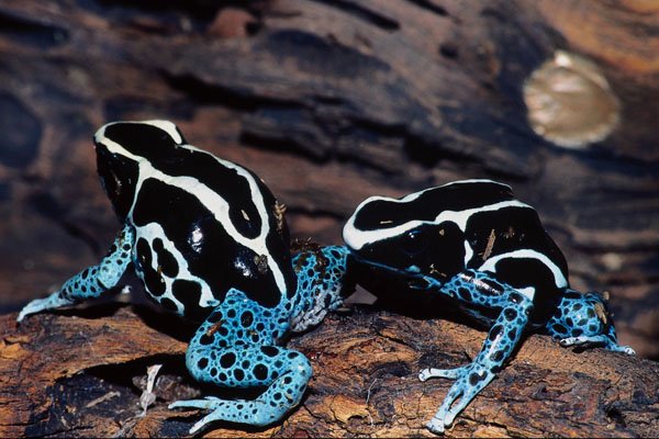 789063 Dyeing Poison Dart Frog A4 Photo Print