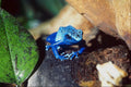 789064 Blue Arrow poison Frog A4 Photo Print