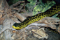 789065 Anaconda A4 Photo Print