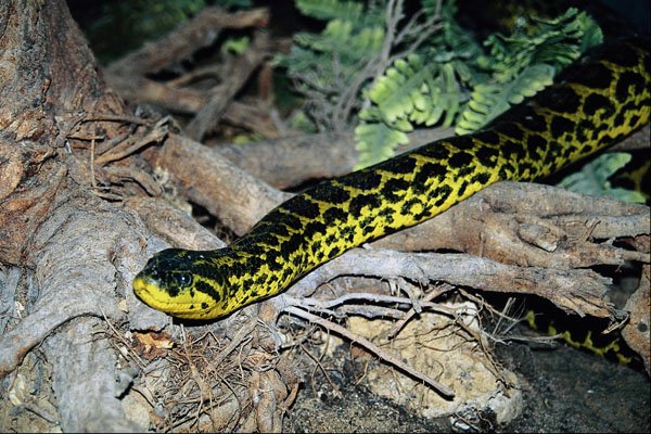 789065 Anaconda A4 Photo Print