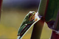 789066 European Tree Frog A4 Photo Print