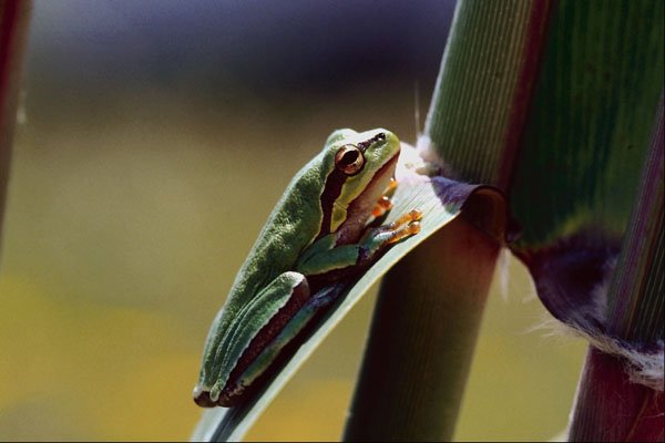 789066 European Tree Frog A4 Photo Print