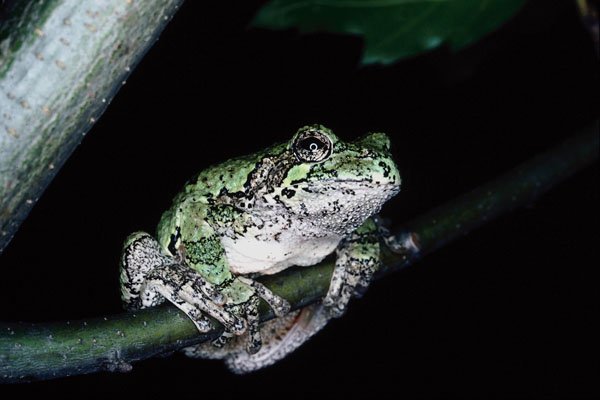 789067 Gray Tree Frog, Ontario, Canada A4 Photo Print