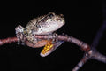 789068 Gray Tree Frog, Ontario, Canada A4 Photo Print