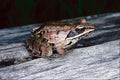 789069 Wood Frog, Ontario, Canada A4 Photo Print