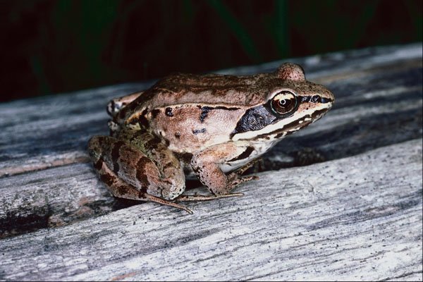 789069 Wood Frog, Ontario, Canada A4 Photo Print