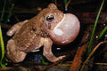 789070 Male Fowler's Toad, Long Point, Ontario, Canada A4 Photo Print
