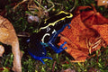 789071 Arrow poison Frog, Dendrobates Tinctoius A4 Photo Print