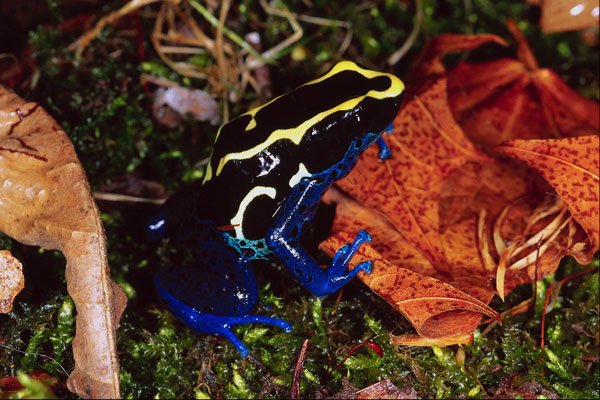 789071 Arrow poison Frog, Dendrobates Tinctoius A4 Photo Print