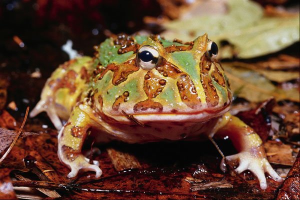 789072 Argentinean Horned Frog, South America A4 Photo Print