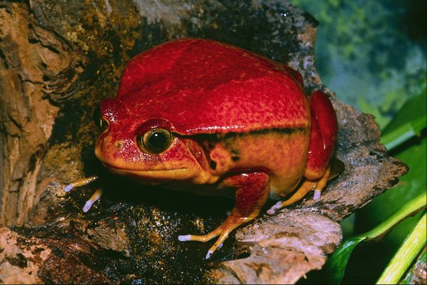 789073 Tomato Frog, Madagascar A4 Photo Print