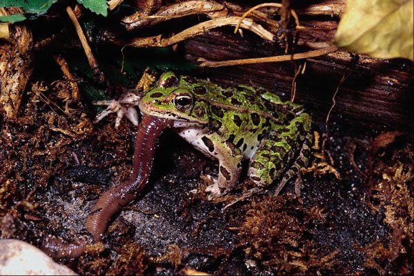 789074 Leopard Frog With Prey (worm), Ontario, Canada A4 Photo Print