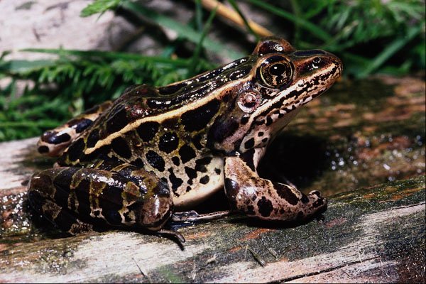 789075 Leopard Frog, Ontario, Canada A4 Photo Print