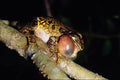 789076 Mexican Tree Frog, Male, Calling, Mexico A4 Photo Print