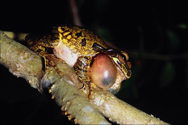 789076 Mexican Tree Frog, Male, Calling, Mexico A4 Photo Print