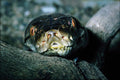 789077 Reticulated Python A4 Photo Print