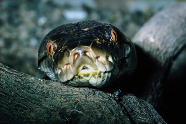 789077 Reticulated Python A4 Photo Print
