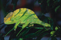 789078 Parson's Chameleon A4 Photo Print