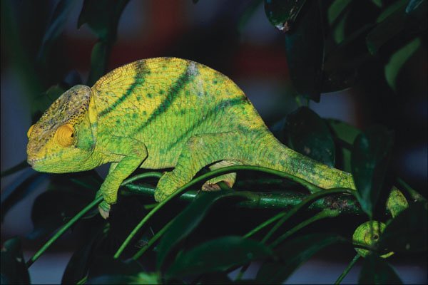 789078 Parson's Chameleon A4 Photo Print