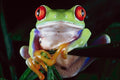789079 Tropical Red eyed Tree Frog A4 Photo Print