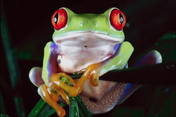 789079 Tropical Red eyed Tree Frog A4 Photo Print