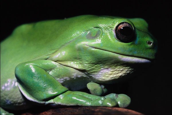 789080 Giant Tree Frog, Australia A4 Photo Print