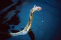 789081 King Cobra Snake, In Water A4 Photo Print