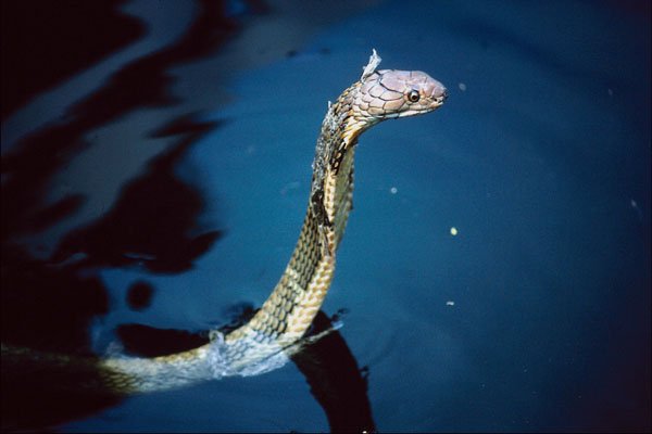789081 King Cobra Snake, In Water A4 Photo Print
