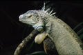 789082 Iguana A4 Photo Print