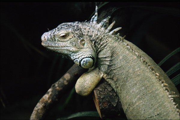 789082 Iguana A4 Photo Print
