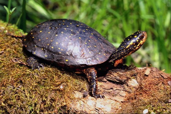 789084 Spotted Turtle, Ontario, Canada A4 Photo Print