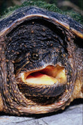 789085 Snapping Turtle, Ontario, Canada A4 Photo Print