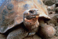 789086 Galapagos Tortoise, Santa Cruz Island A4 Photo Print