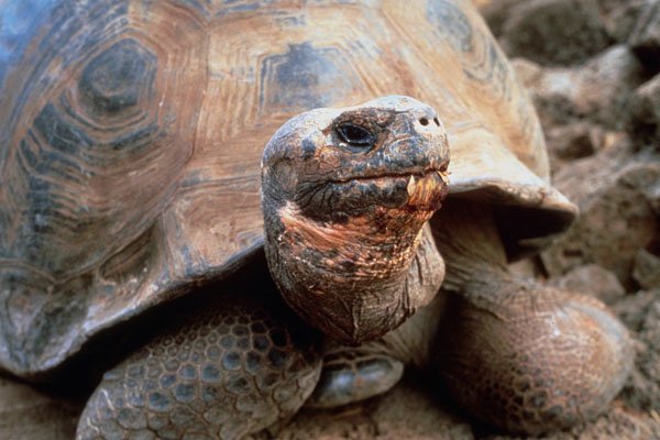 789086 Galapagos Tortoise, Santa Cruz Island A4 Photo Print