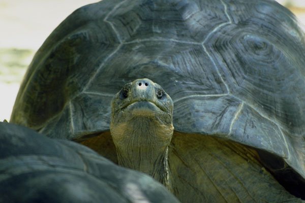789087 Giant Land Tortoise, Singapore A4 Photo Print