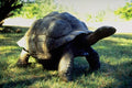 789089 Giant Tortoise, Kenya A4 Photo Print