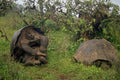 789090 Mating Tortoises, Volcan Alcedo, Galapagos Islands A4 Photo Print